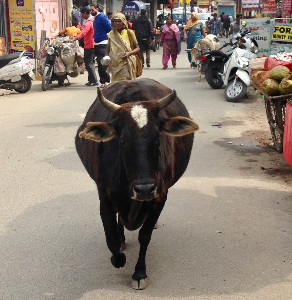 Cow walking down the street in Laxman Jhula Rishikesh
