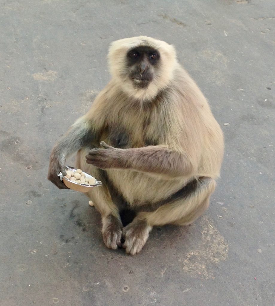Langur monkey in Rishikesh
