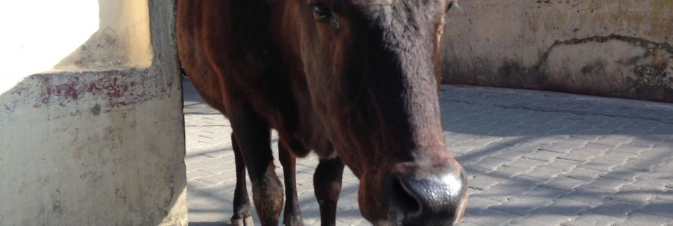 Lovely brown Indian cow