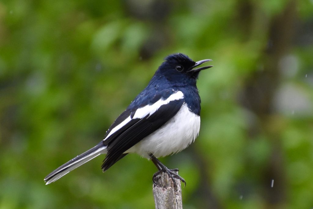 Black and white bird from India