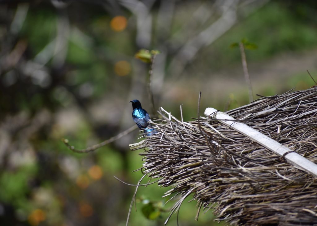 Blue sunbird from India