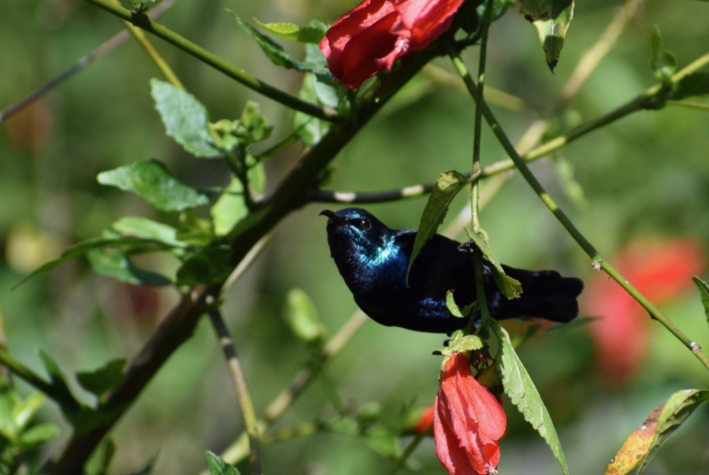 Blue sunbird from India