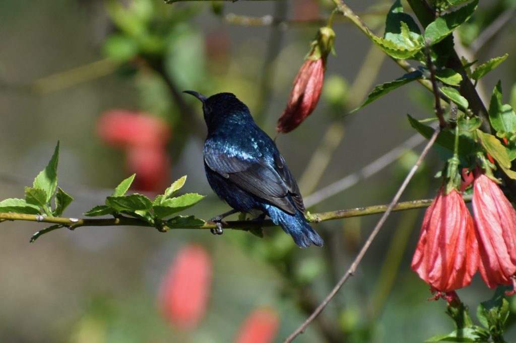 Blue sunbird from India