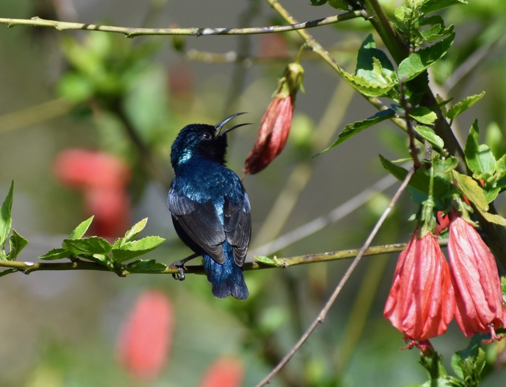 Blue sunbird from India