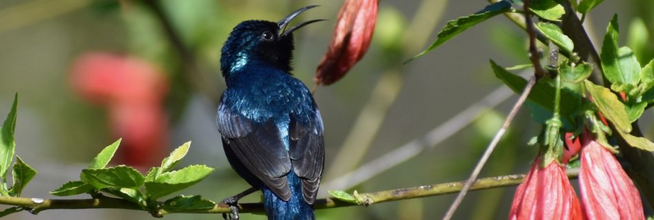 Blue sunbird from India