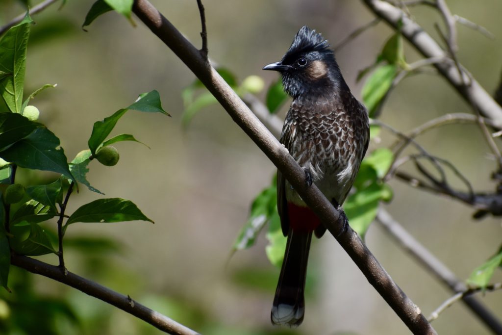 Bulbul from India