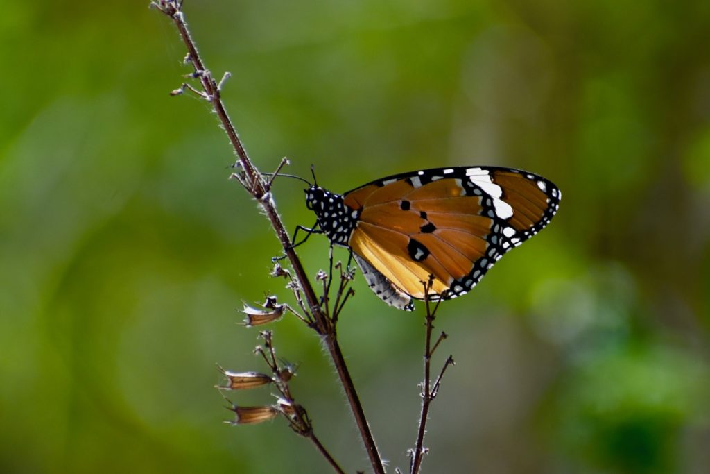 Butterfly from India