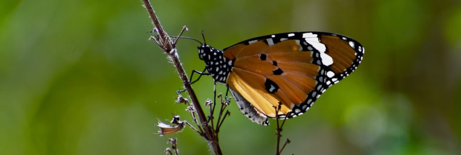 Butterfly from India