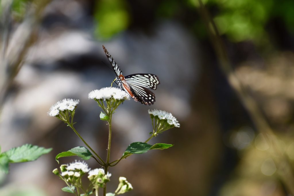 Butterfly from India