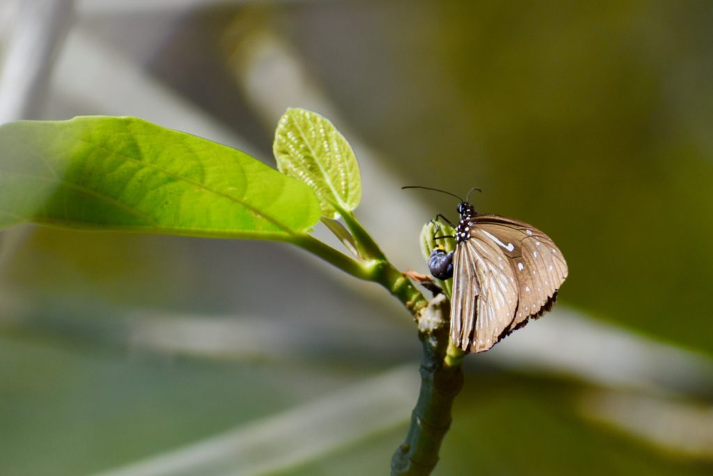 Butterfly from India