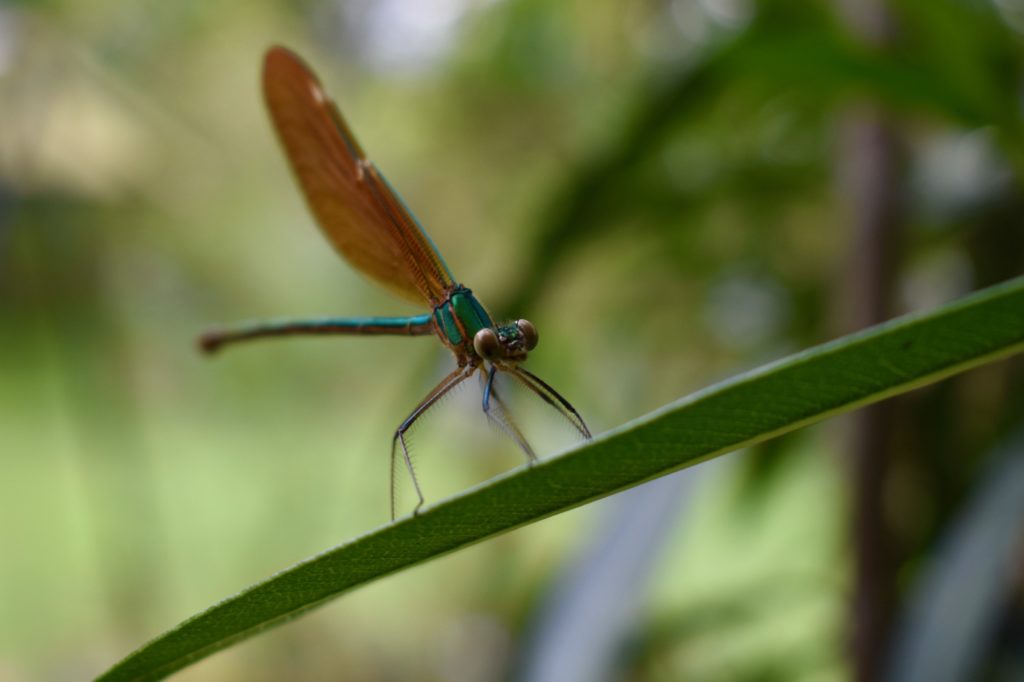 Dragonfly from India