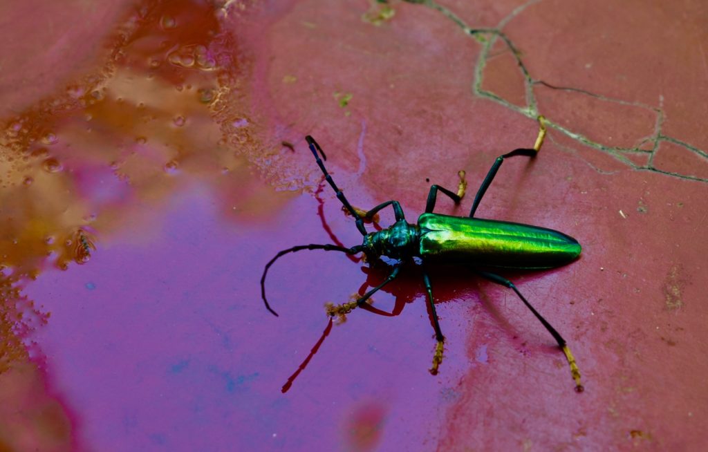 Green beetle from India