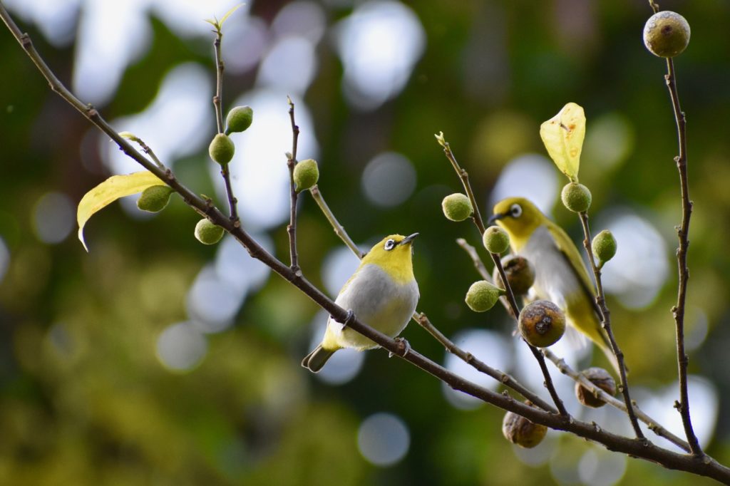 Indian white-eye birds