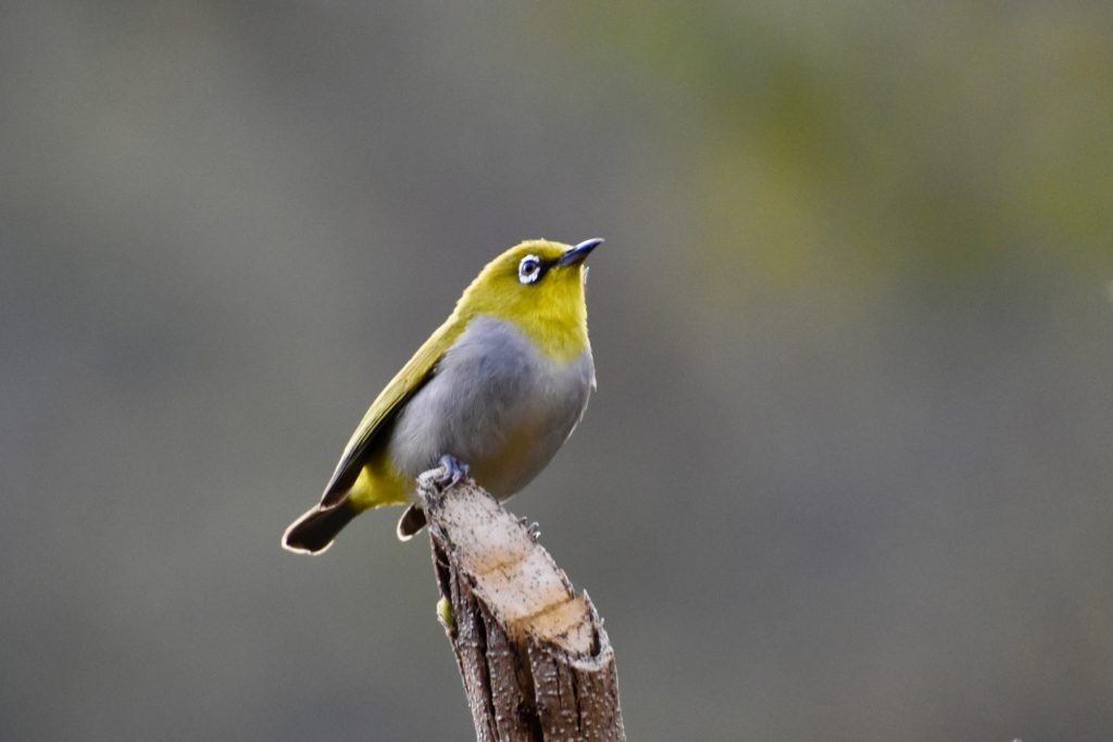 Indian white eye bird