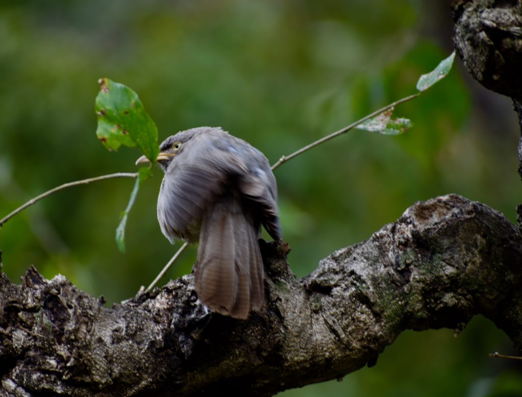 Jungle babbler from India