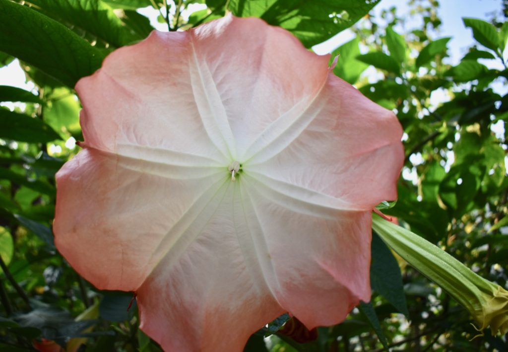 Large bell shaped flower from India