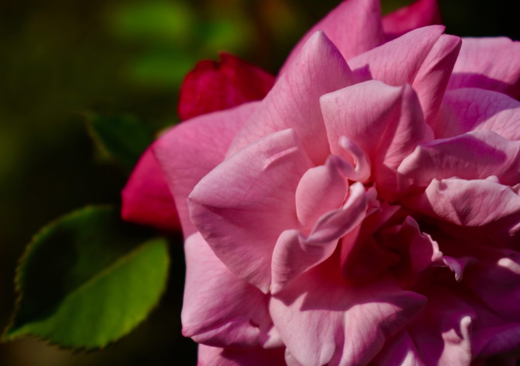 Large pink rose from India