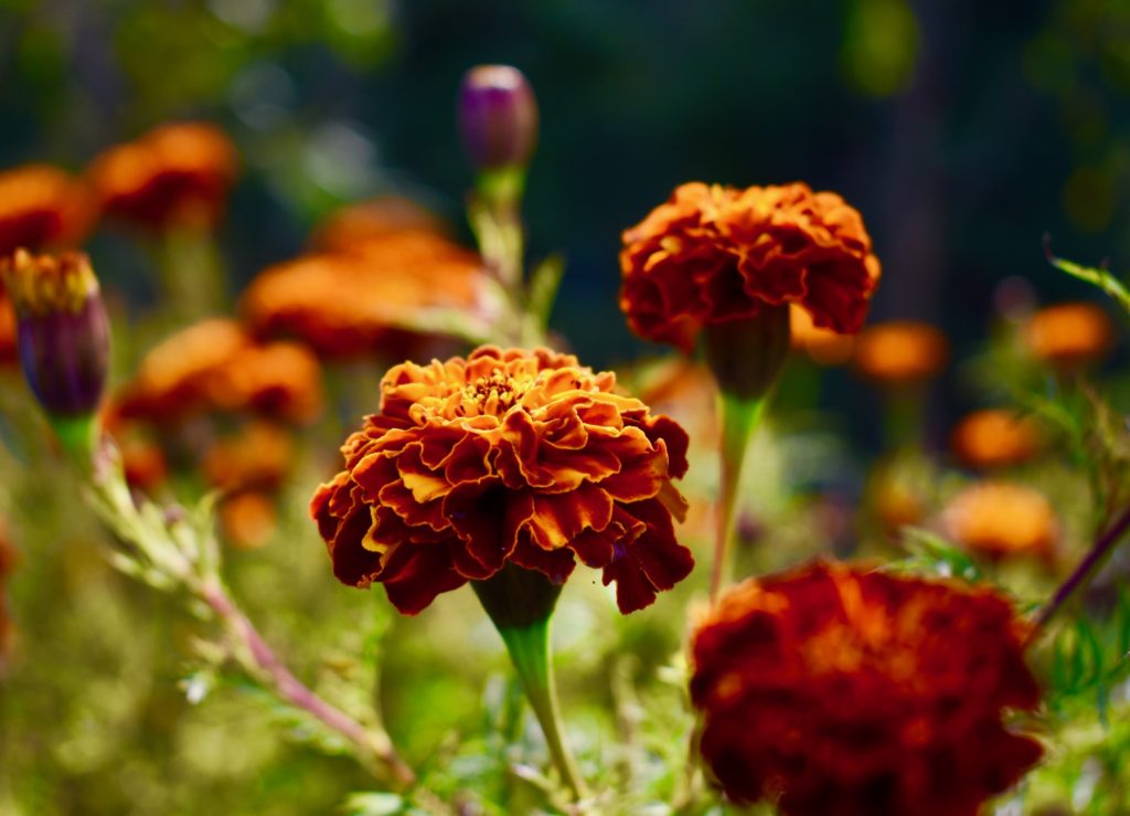 Marigolds from India