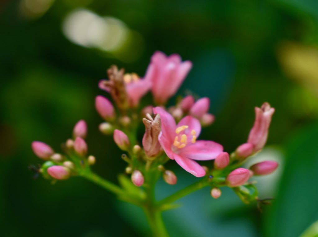 PInk flowers from India