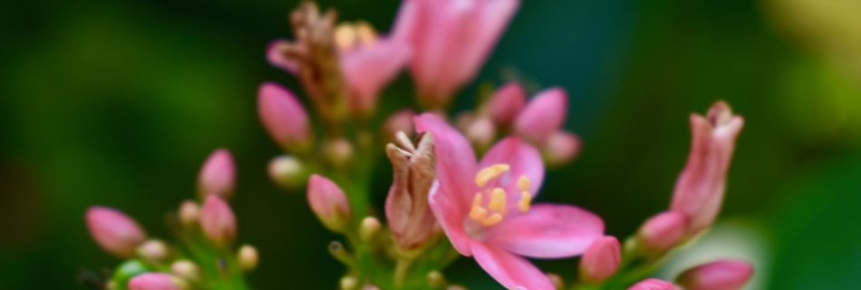 PInk flowers from India
