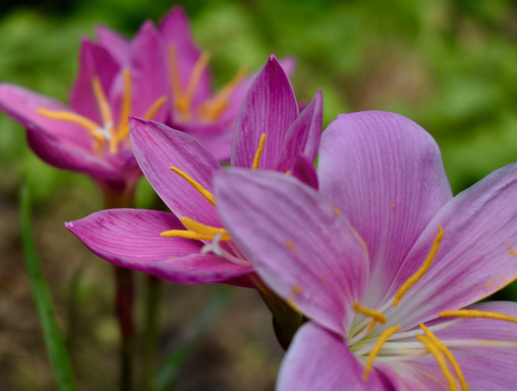 Pink flowers from India
