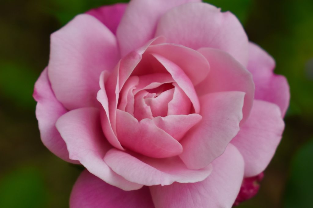 Pink rose from India
