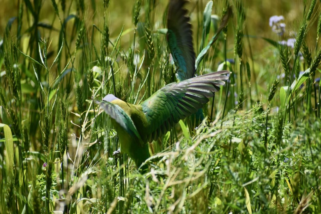 Plum headed parakeet from India