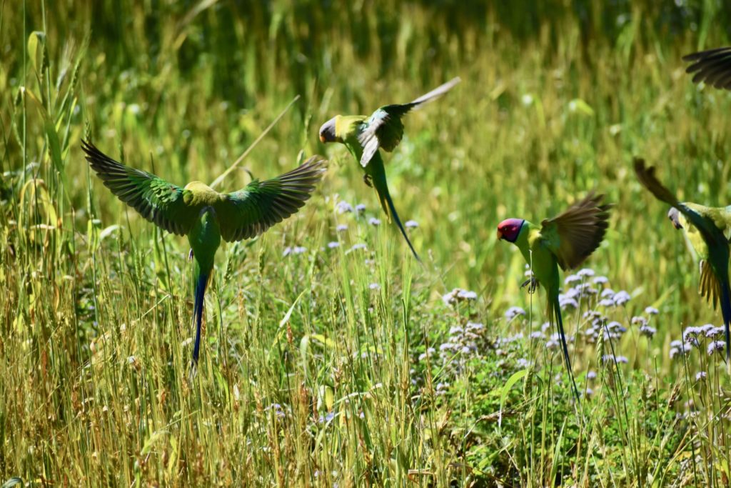 Plum headed parakeet from India