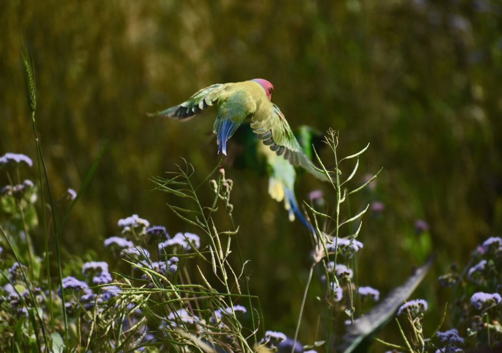 Plum headed parakeet from India