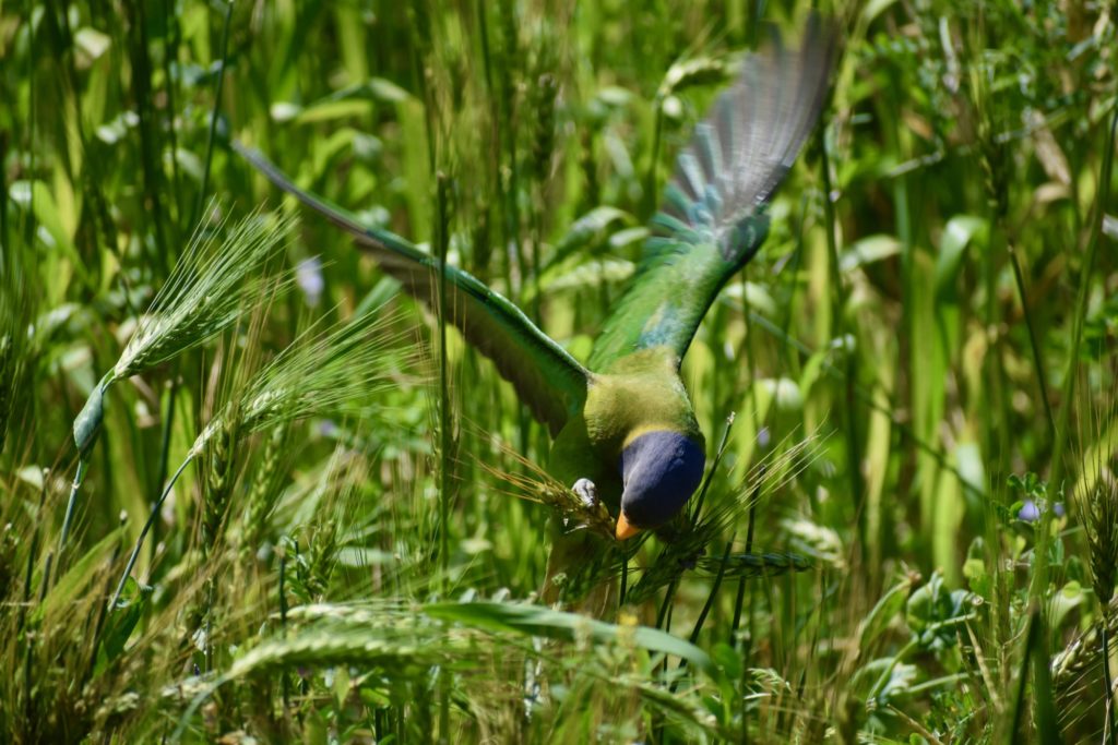 Plum headed parakeet from India