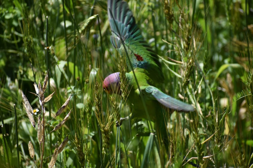 Plum headed parakeet from India