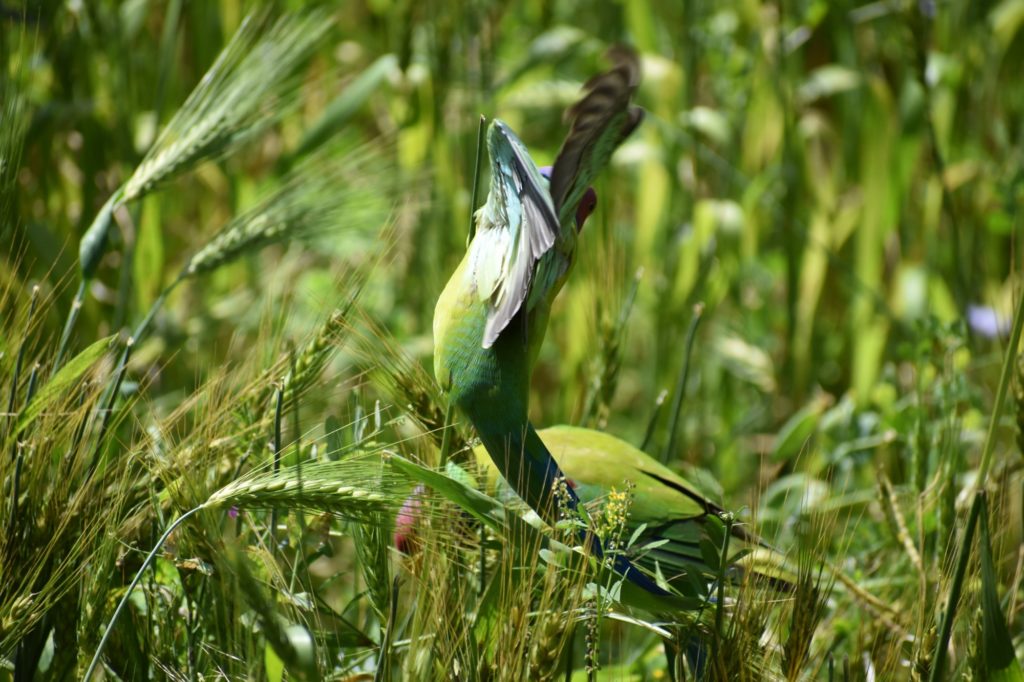 Plum headed parakeet from India