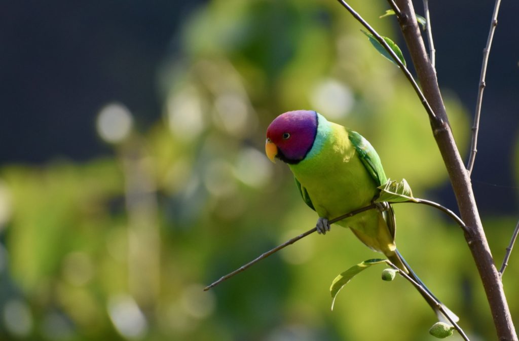 Plum headed parakeet from India