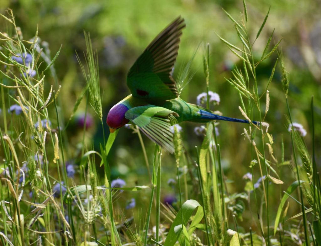 Plum headed parakeet from India