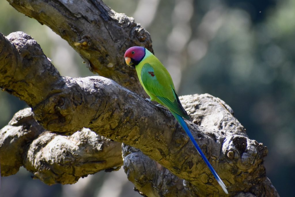 Plum headed parakeet from India