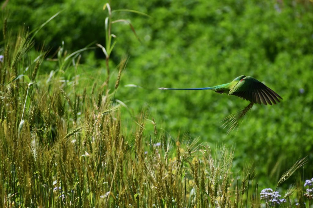 Plum headed parakeet from India