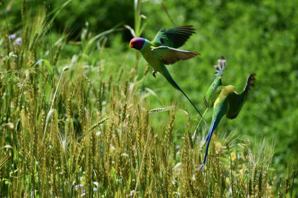 Plum headed parakeet from India