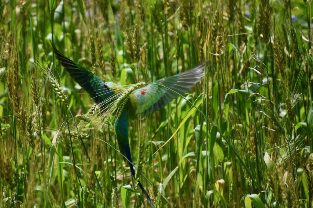 Plum headed parakeet from India