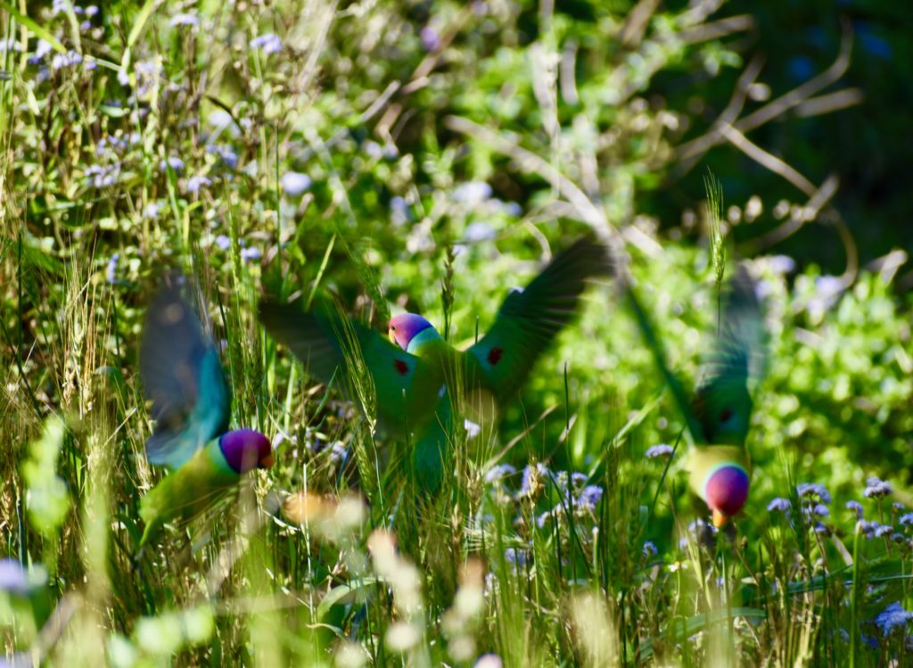 Plum headed parakeet from India