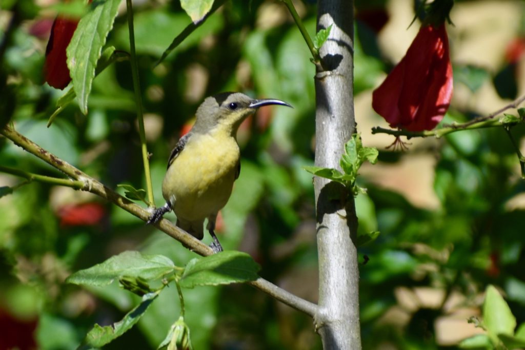 Female sunbird from India