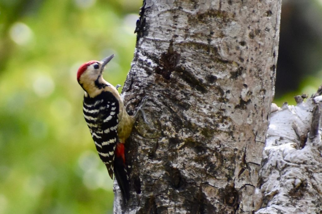 Woodpecker from India