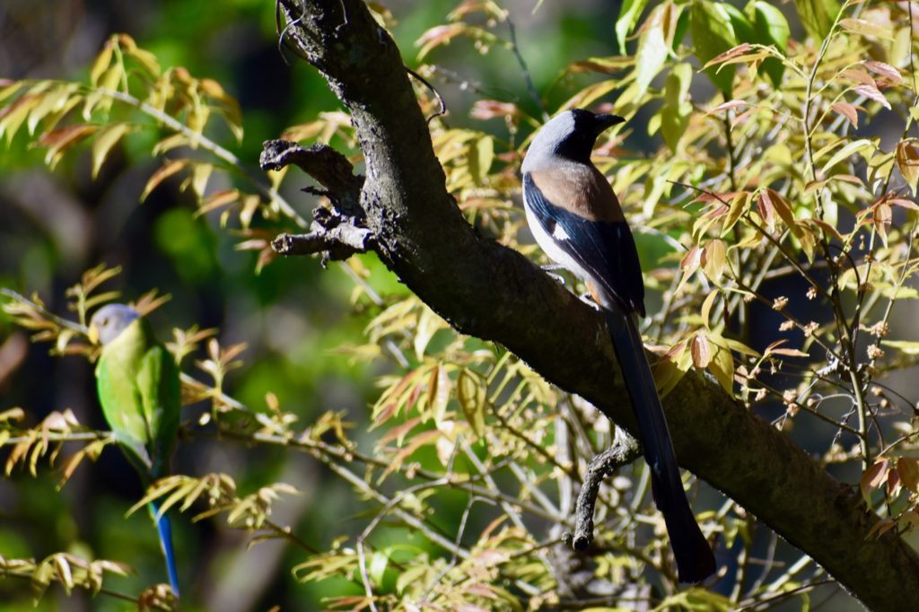 Plum headed parakeet and brown bird from India