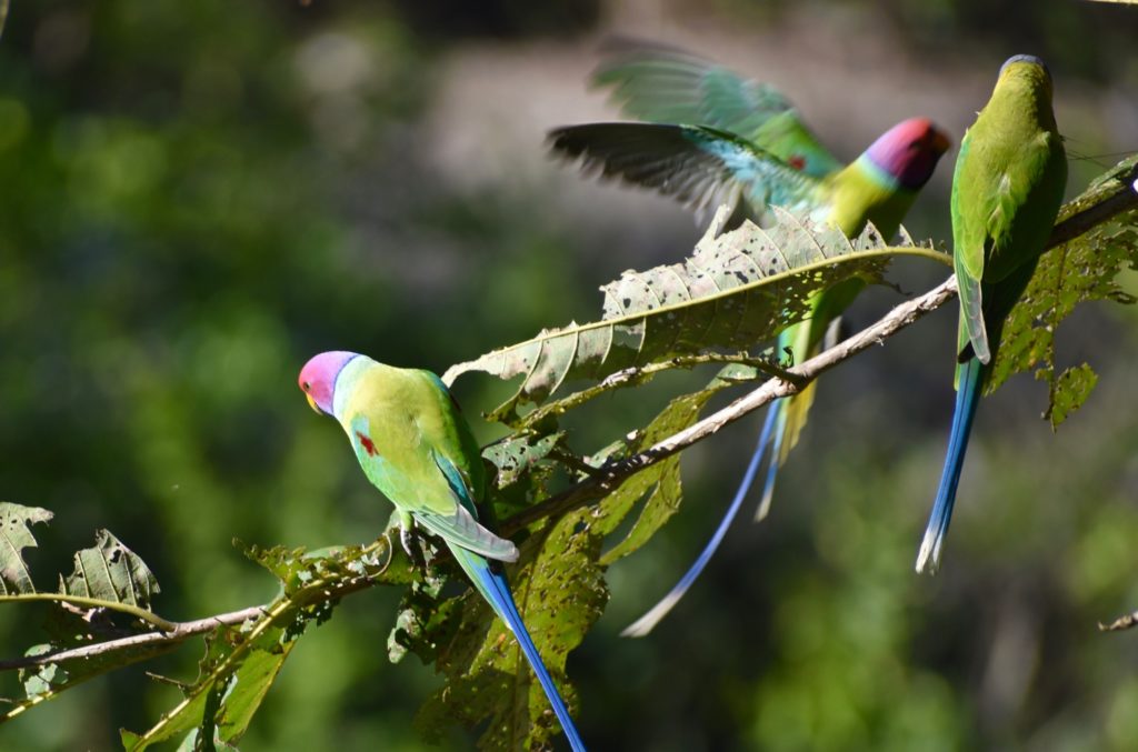 Plum headed parakeets from India