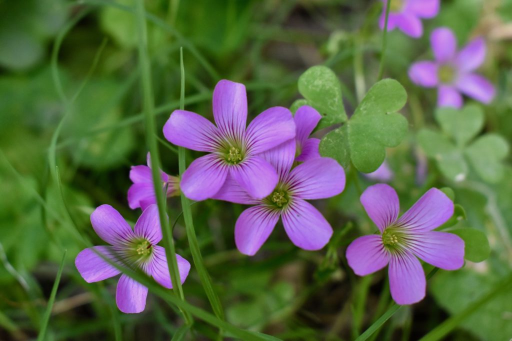 Purple flowers from India